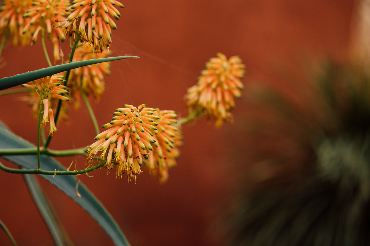 Tropical & Rare Plants
