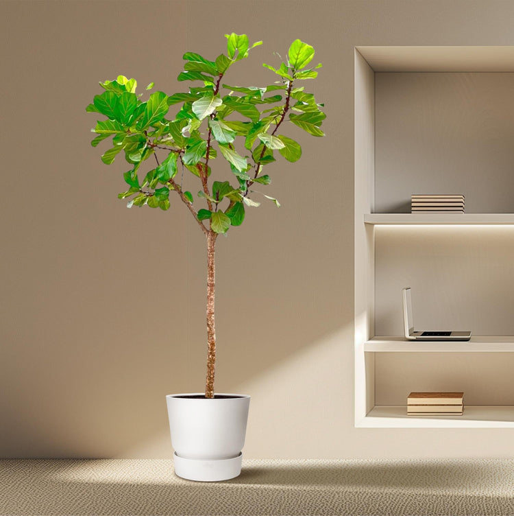 Large Plants & Indoor Trees