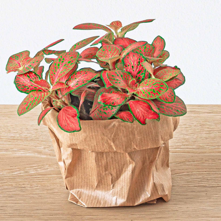 Houseplants