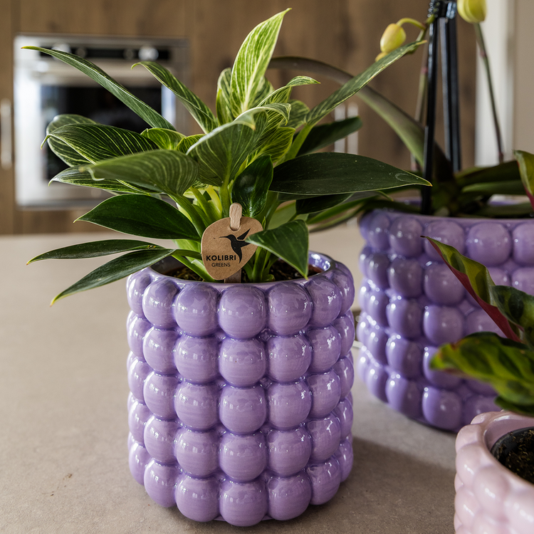 Flowering Plants & Gift Sets