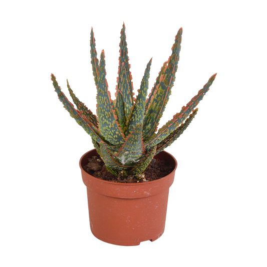 Hello zebrina Dannyz 10,5cm - zonder pot