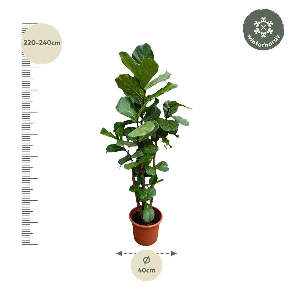 Ficus Lyrata branched XXL - 200cm - ø45-50 cm