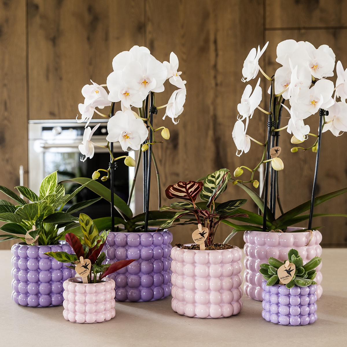Kolibri Orchids | Poppy Purple Plant Set | White Lausanne Orchid 12 cm + Green Plant 9 cm incl. decorative pots – fresh from the grower