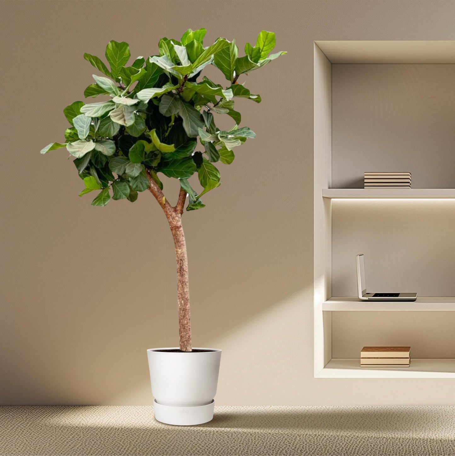 Ficus Lyrata tree XXXL - 230cm - ø40-45