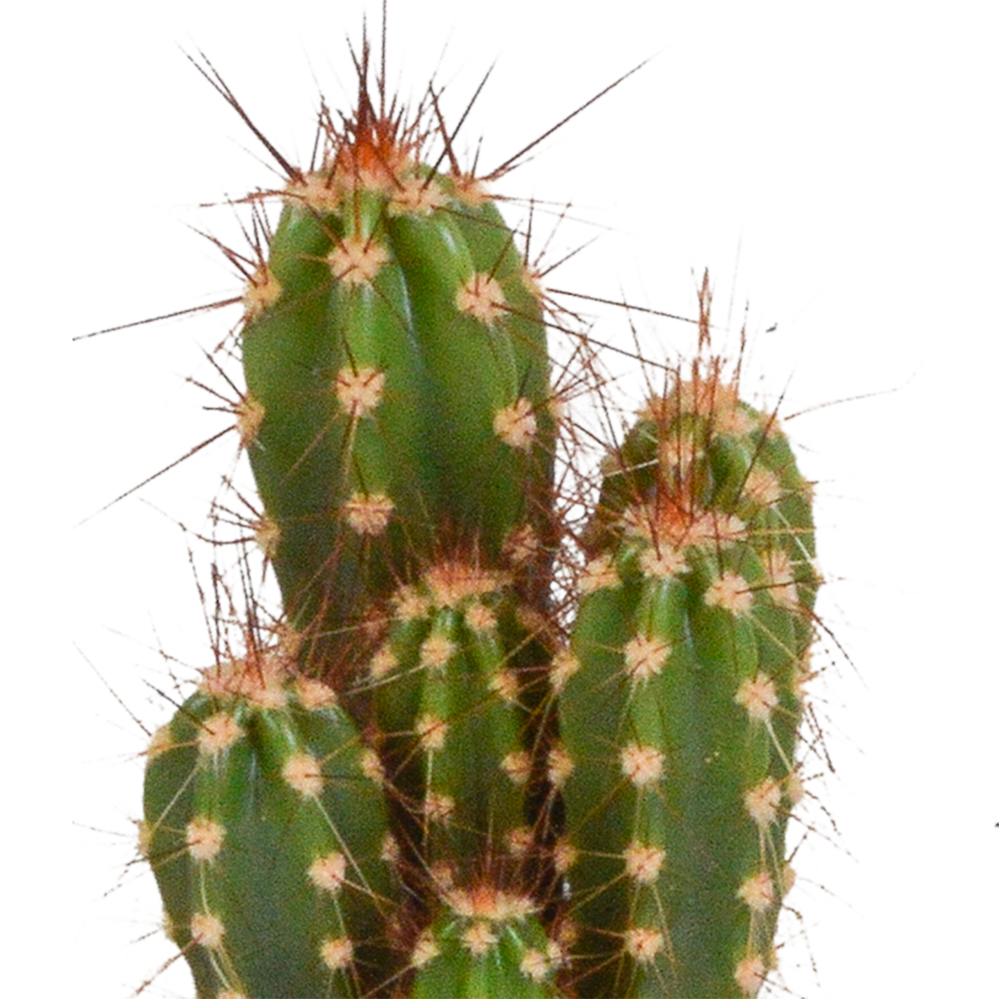 Cactus mix 5.5 cm - 5x - zonder pot