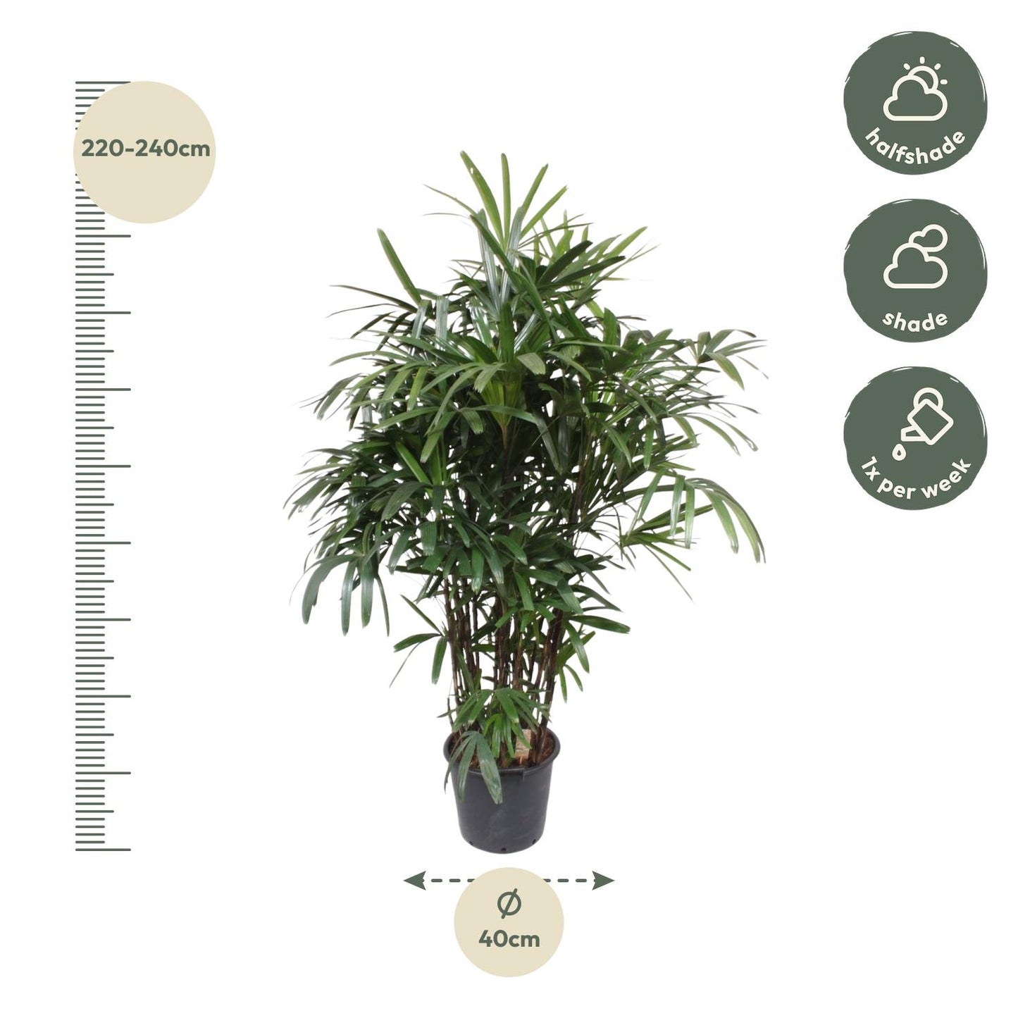 Rhapis Excelsa - 200 cm - ø34