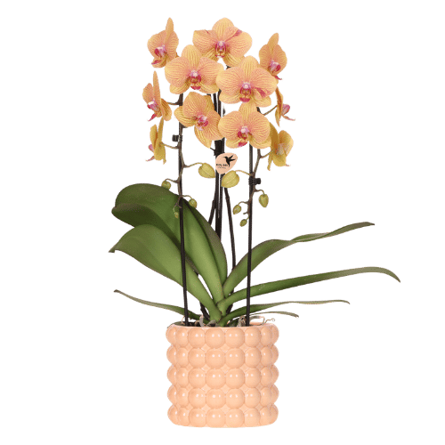 Kolibri Orchids | Niagara Falls orchid Sunny Bunny with Poppy decorative pot peach – pot size Ø12 cm – fresh from the grower