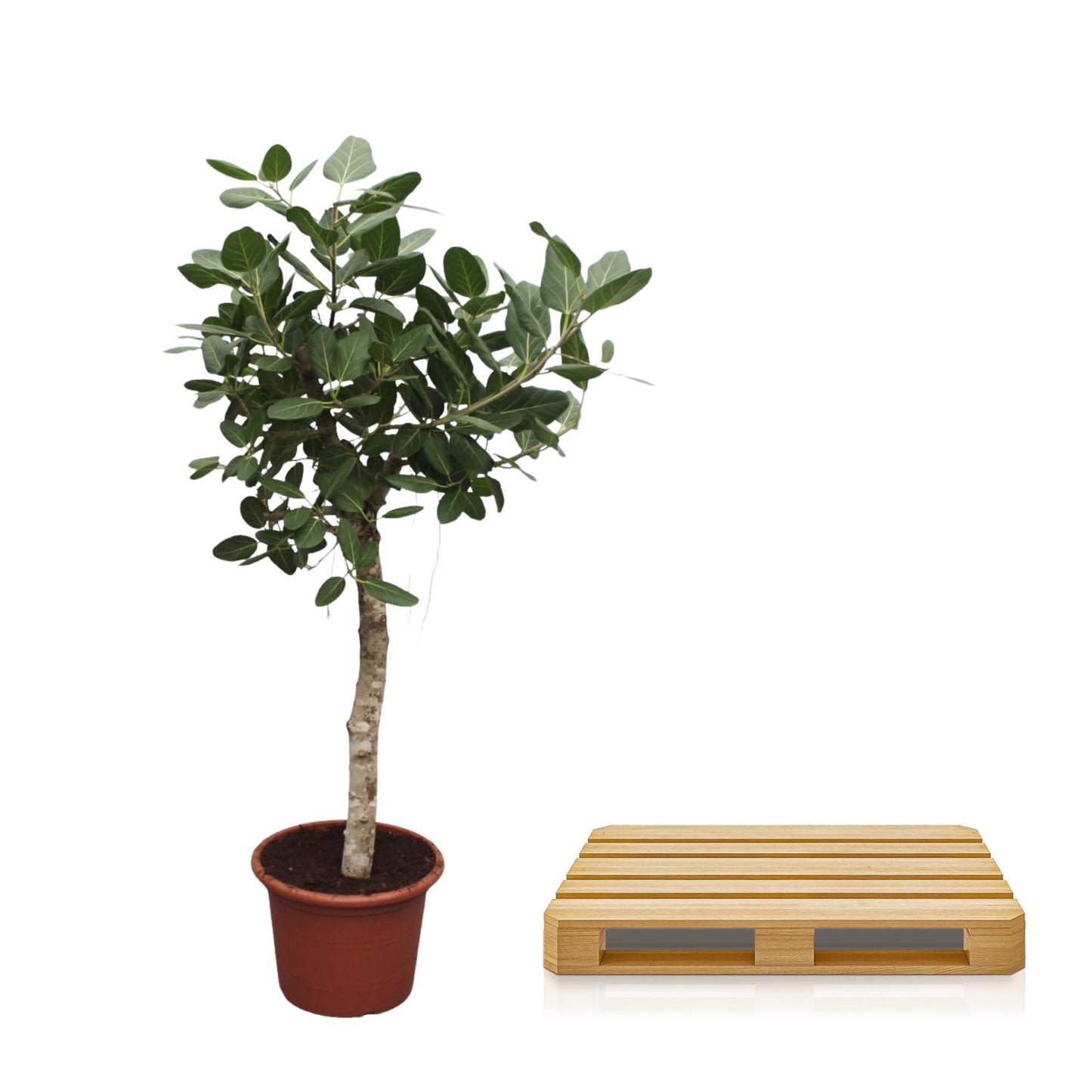 Ficus Benghalensis tree - 200 cm - ø50