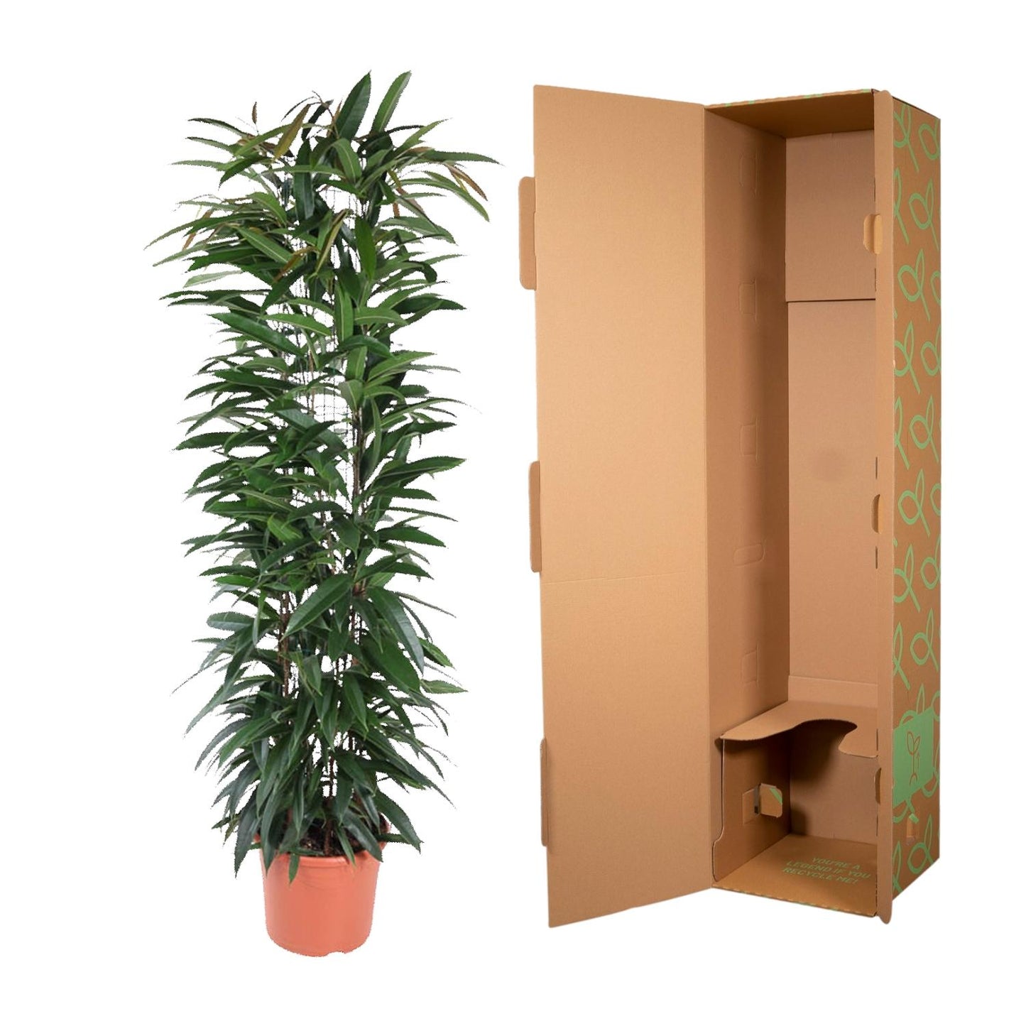Ficus Alii King column - 150 cm - ø29