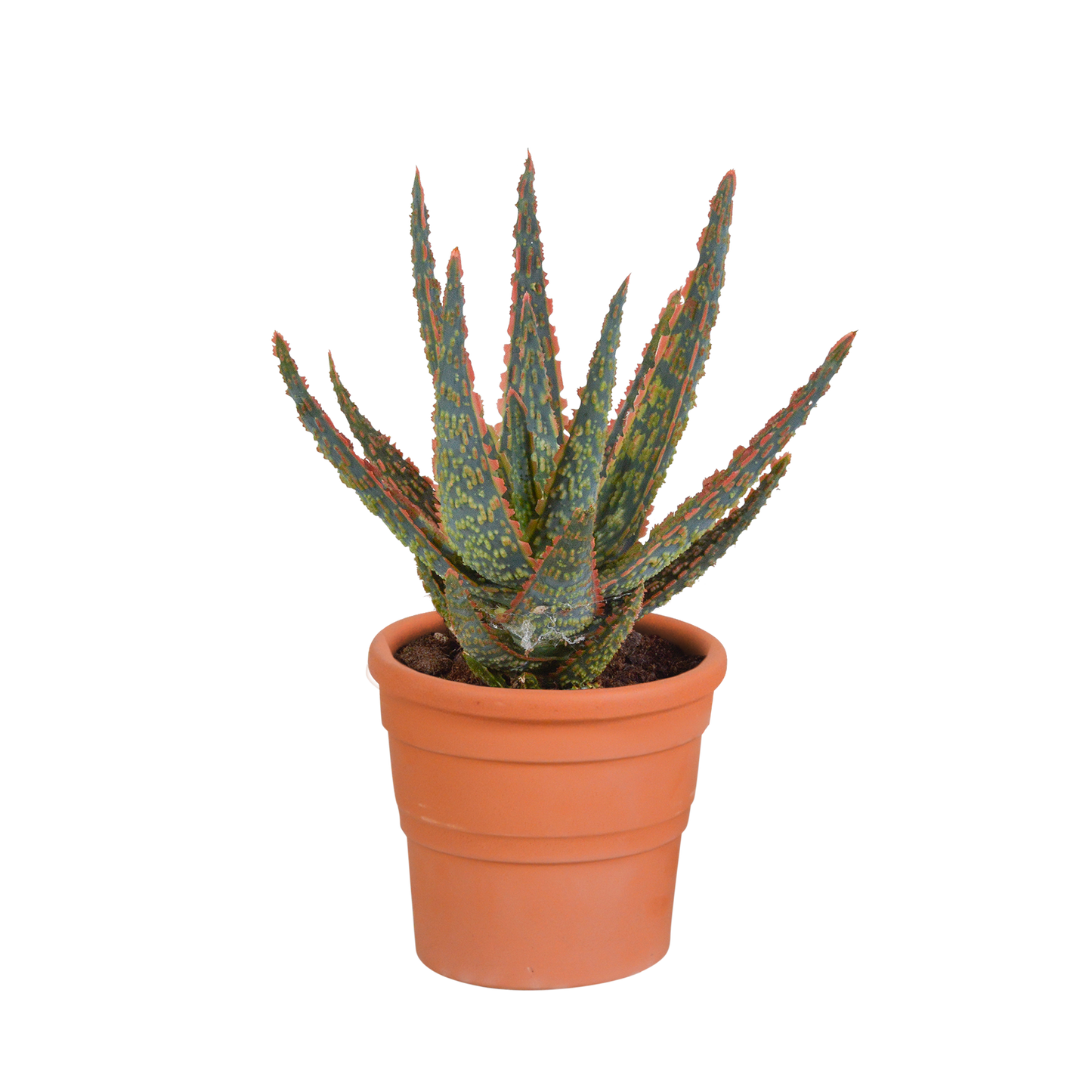 Hello zebrina Dannyz 10,5cm - in terracotta pot