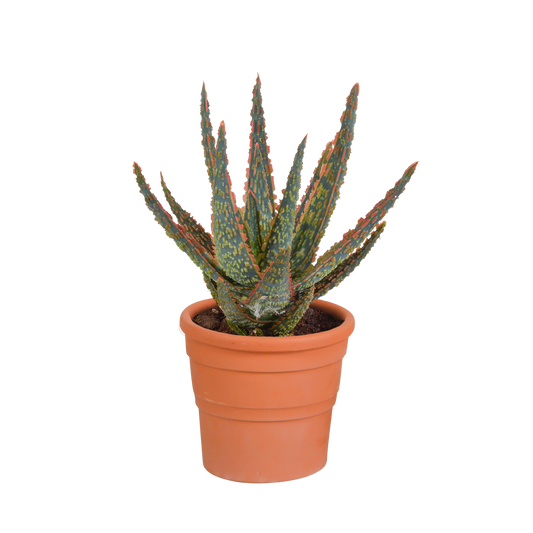 Hello zebrina Dannyz 10,5cm - in terracotta pot