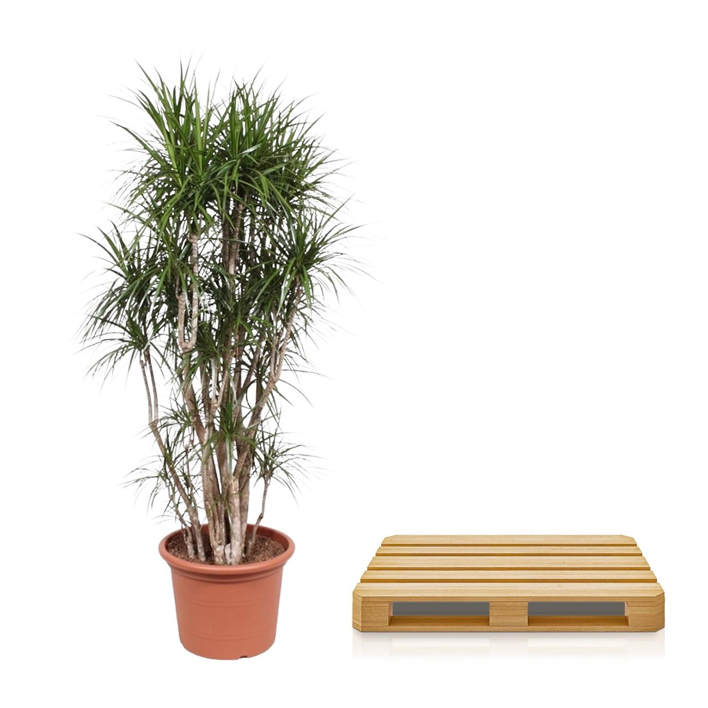 Dracaena Marginata branched - 210 cm - ø50