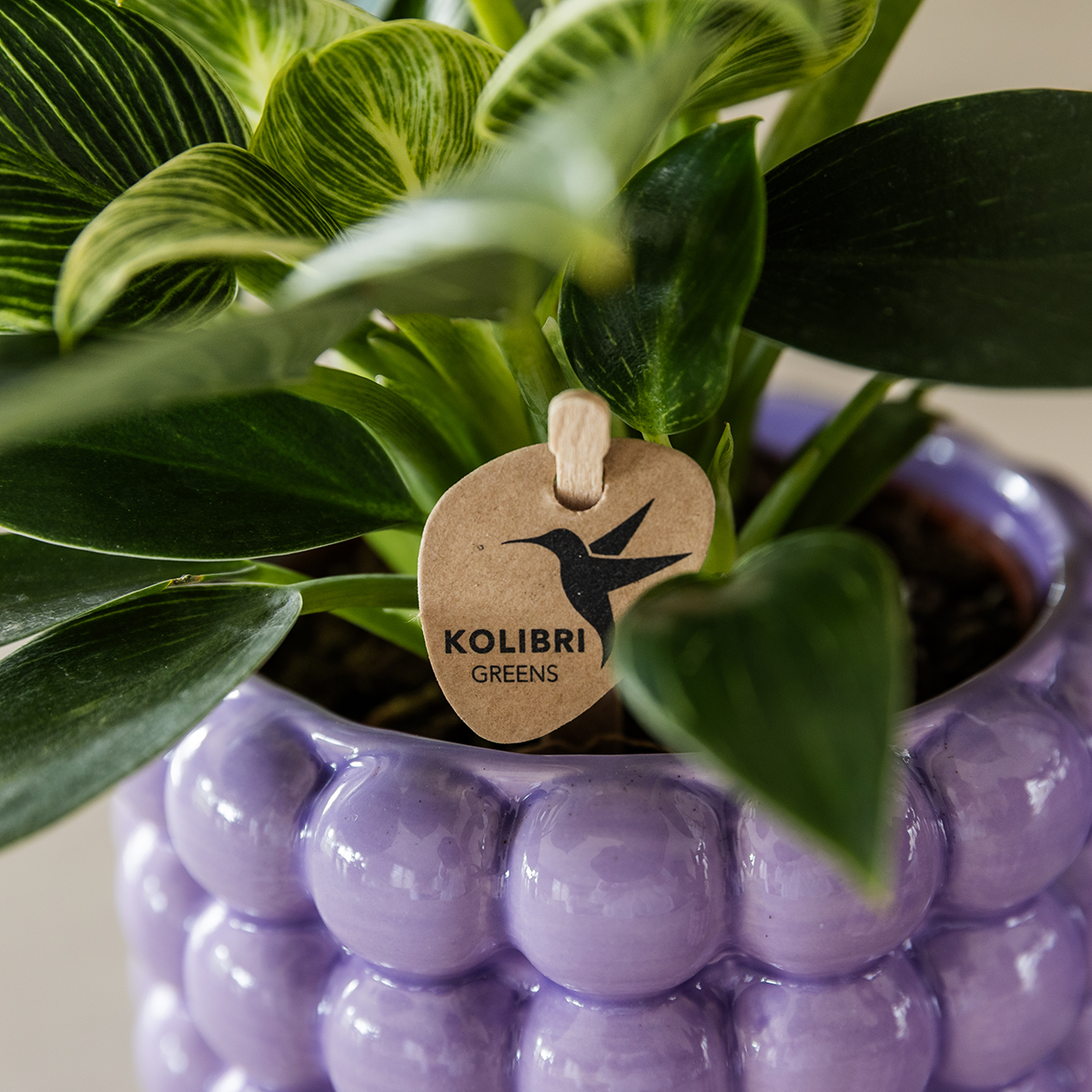Kolibri Orchids | Poppy Purple Plant Set | White Lausanne Orchid 12 cm + Green Plant 9 cm incl. decorative pots – fresh from the grower