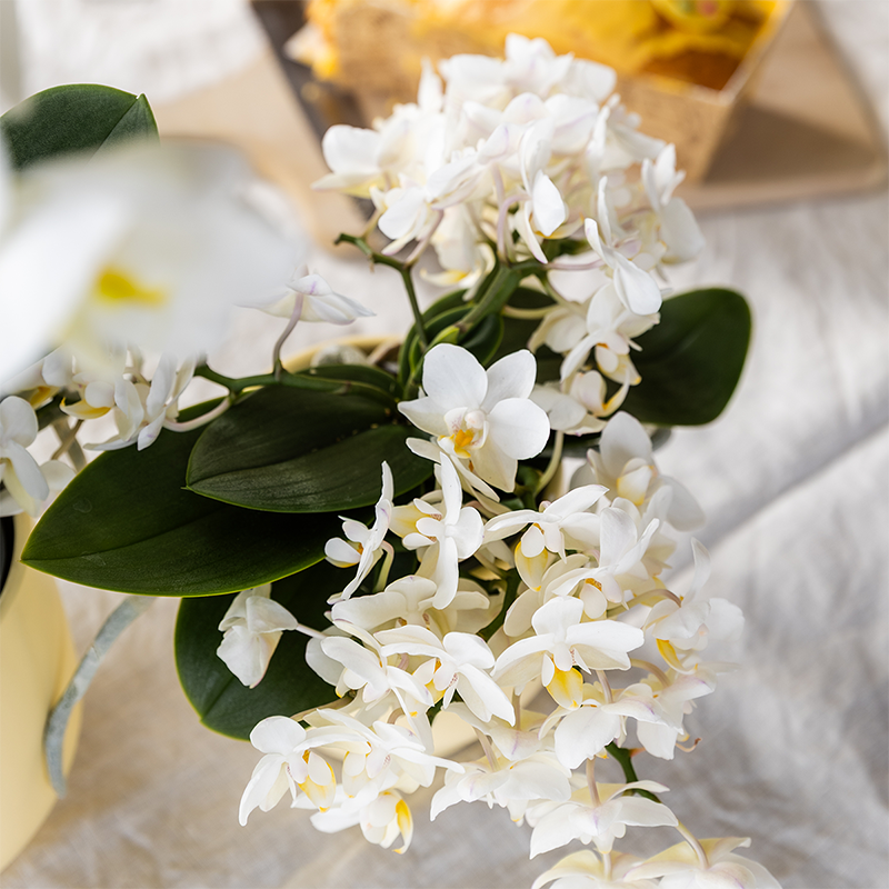 Kolibri Orchids | Poppy Orange Nazare Plant Set | White Nazare Orchid Ø9 cm + Green Plant Ø6 cm incl. decorative pots – fresh from the grower