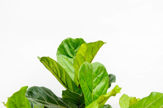Ficus Lyrata branched XXL - 200cm - ø45-50 cm
