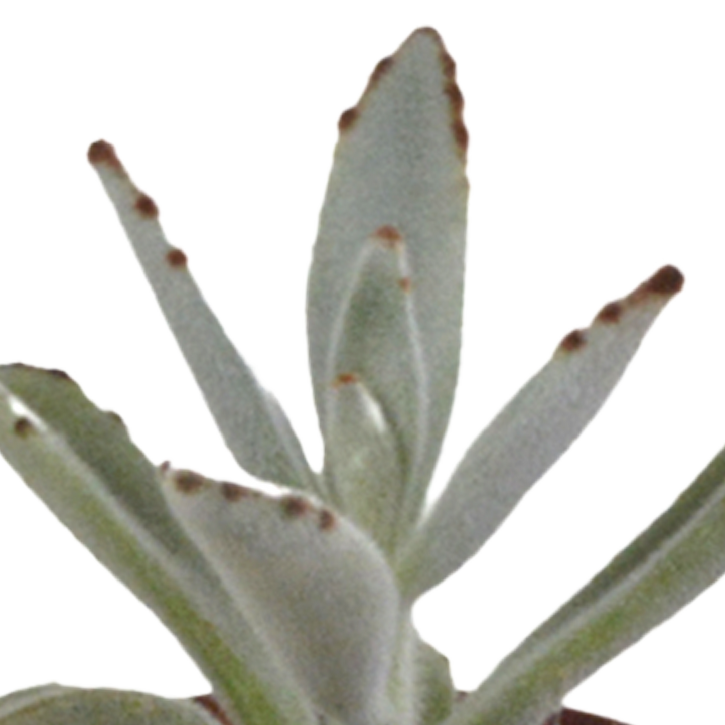 Vetplanten mix 5.5 cm - 5x - zonder pot