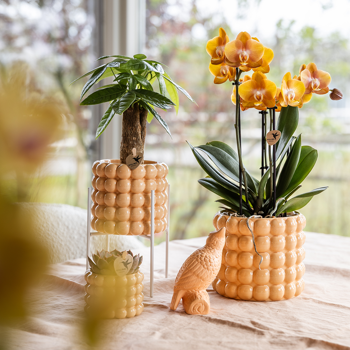Kolibri Orchids | Niagara Falls orchid Sunny Bunny with Poppy decorative pot peach – pot size Ø12 cm – fresh from the grower
