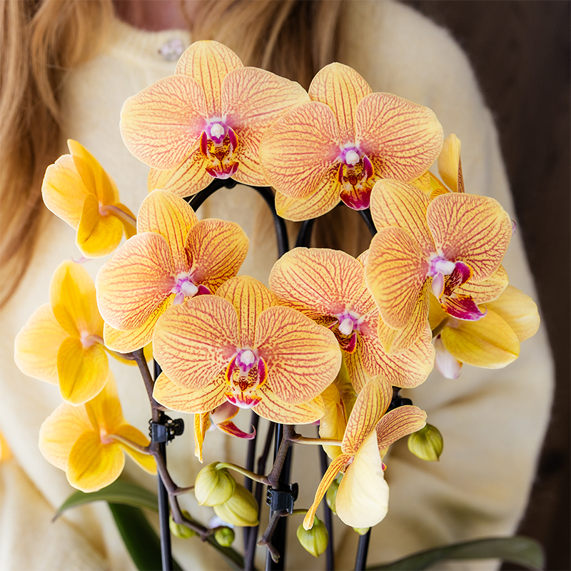 Kolibri Orchids | Niagara Falls orchid Sunny Bunny with Poppy decorative pot peach – pot size Ø12 cm – fresh from the grower