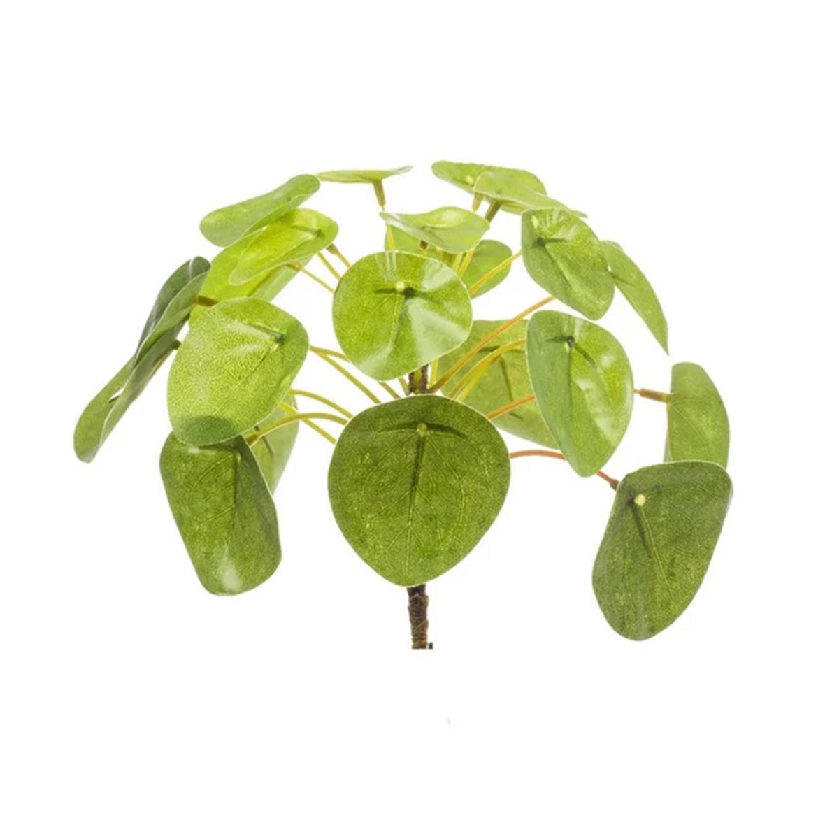 Pilea mini bush 13cm