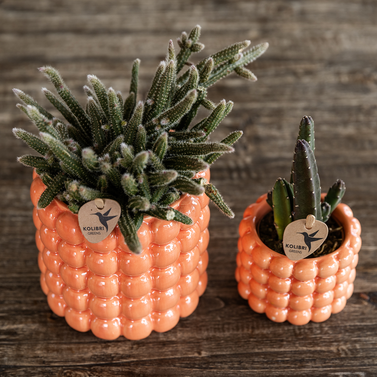 Kolibri Orchids | Poppy Orange Nazare Plant Set | White Nazare Orchid Ø9 cm + Green Plant Ø6 cm incl. decorative pots – fresh from the grower