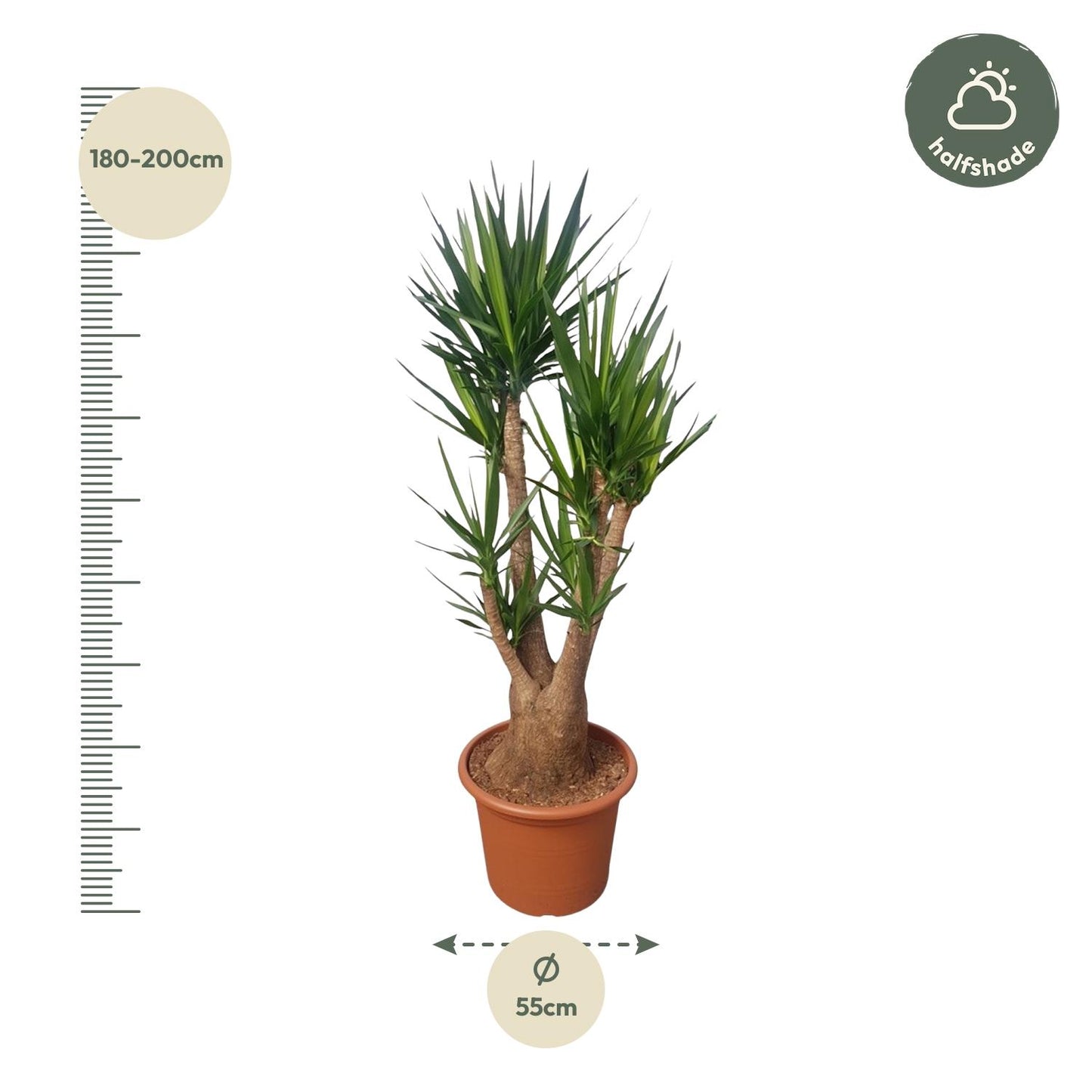 Yucca Elephantipes branched - 190 cm - ø55