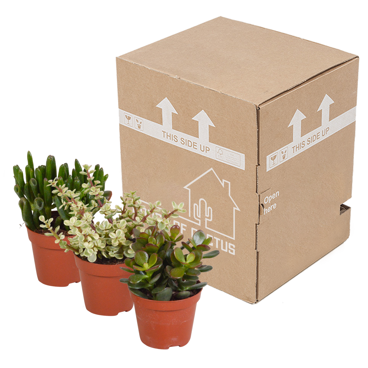 Crassula mix 8.5 cm - zonder pot - 3x