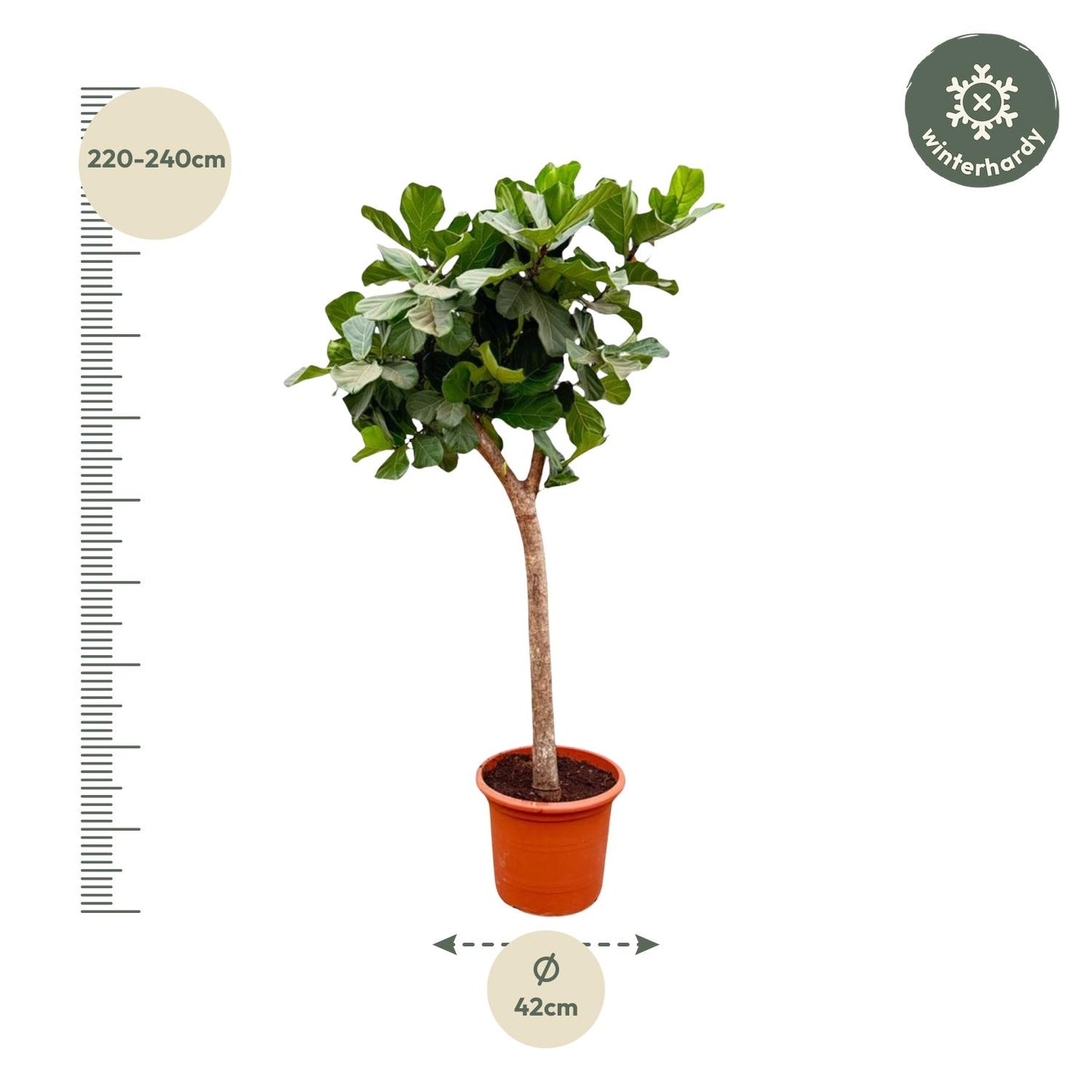 Ficus Lyrata tree XXXL - 230cm - ø40-45