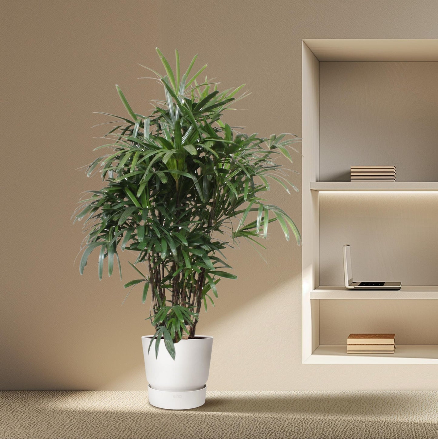 Rhapis Excelsa - 200 cm - ø34