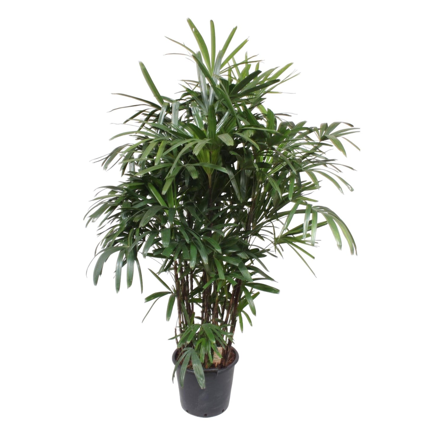 Rhapis Excelsa - 200 cm - ø34