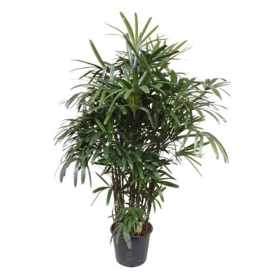 Rhapis Excelsa - 200 cm - ø34