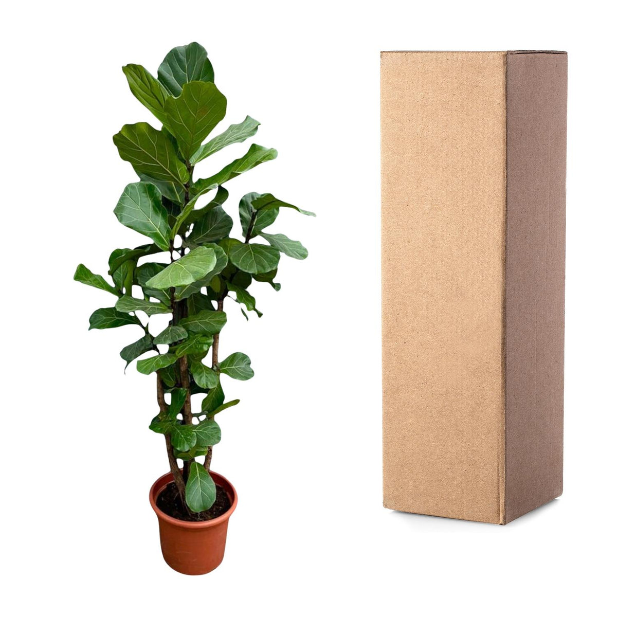 Ficus Lyrata branched XXL - 200cm - ø45-50 cm