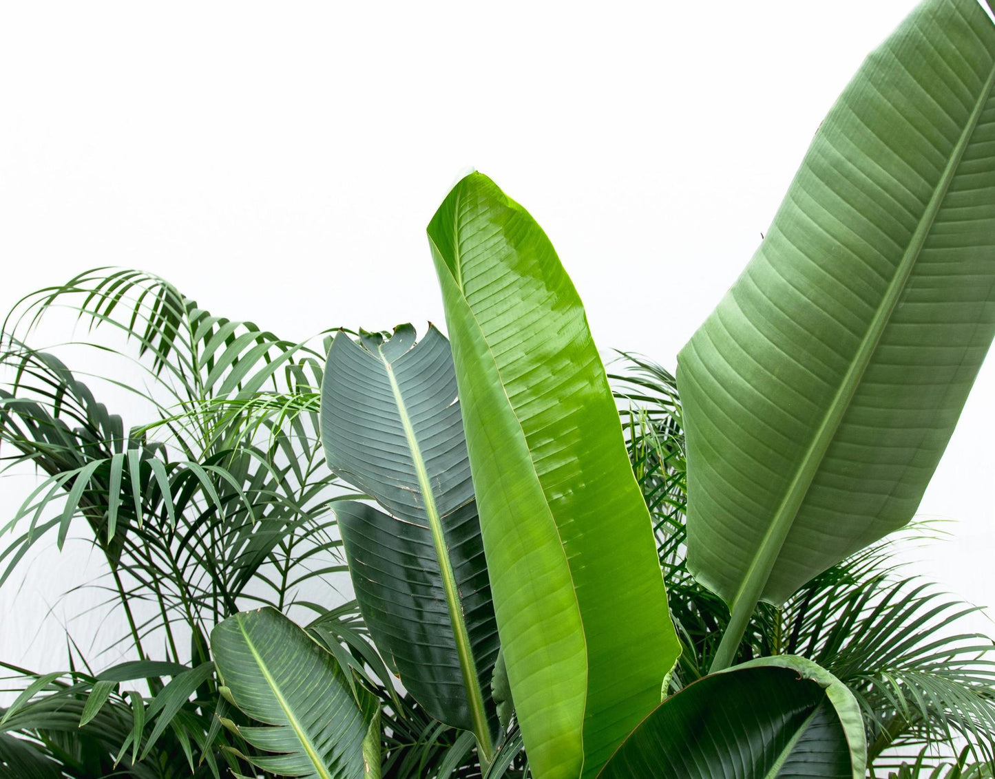 Advantage package XXL - Kentia 200 cm, Strelitzia Nicolai 225 cm, Areca 200 cm