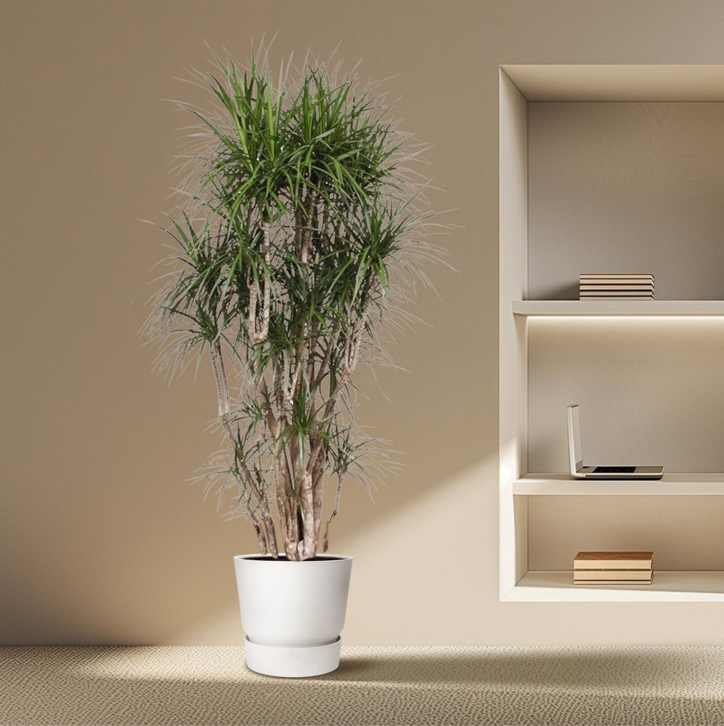 Dracaena Marginata branched - 210 cm - ø50