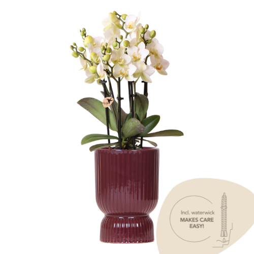 Kolibri Orchids | White Lausanne orchid + red Diabolo decorative pot | incl. water wick | pot size Ø9cm | flowering houseplant – fresh from the grower