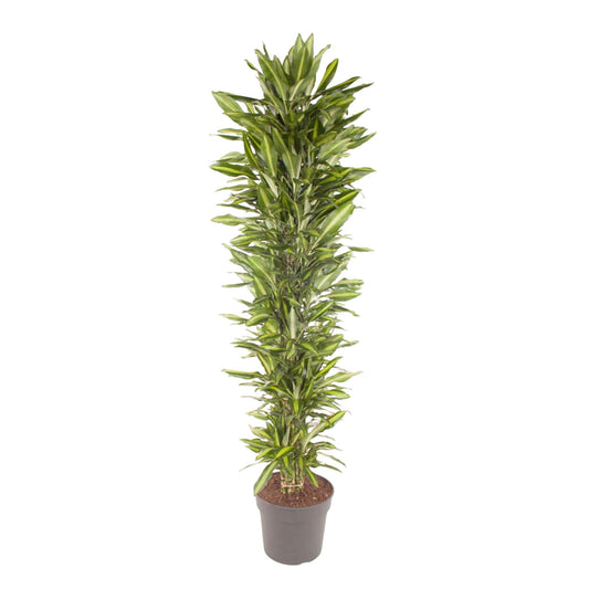 Dracaena Cintho branched - 210 cm - ø40