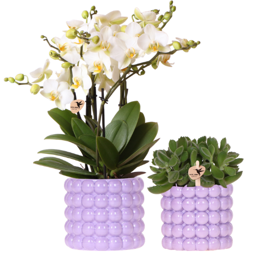Kolibri Orchids | Poppy Purple Plant Set | White Lausanne Orchid 12 cm + Green Plant 9 cm incl. decorative pots – fresh from the grower