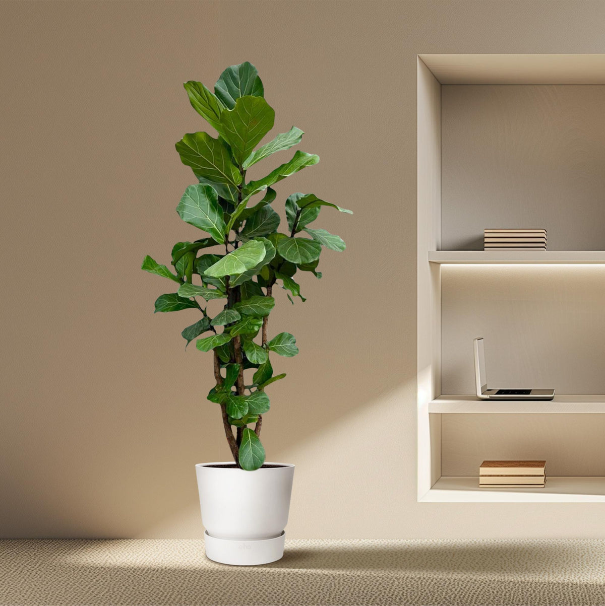Ficus Lyrata branched XXL - 200cm - ø45-50 cm