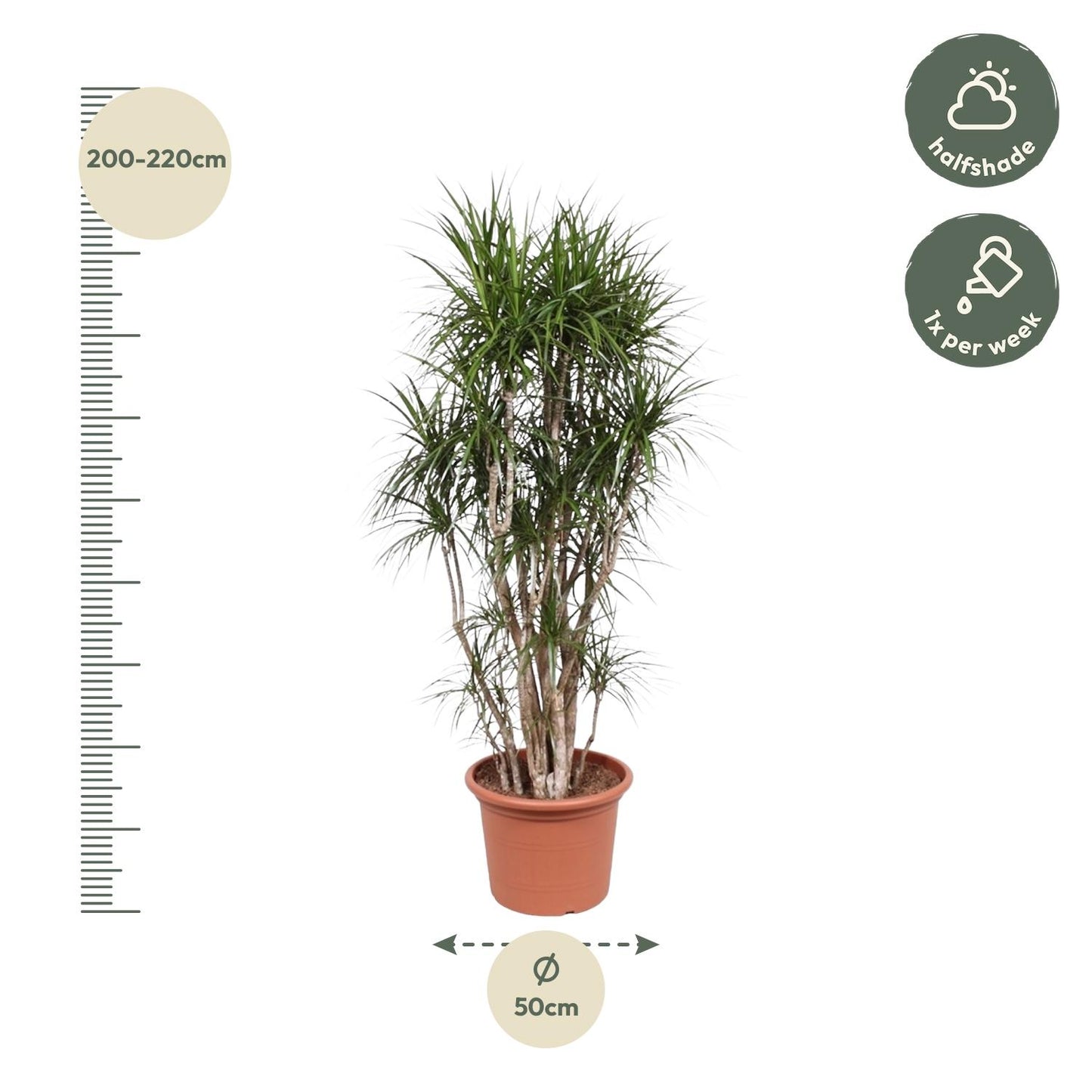 Dracaena Marginata branched - 210 cm - ø50