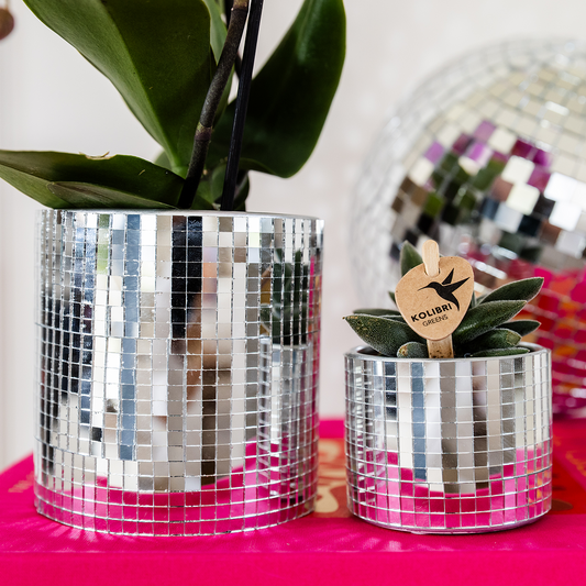 Kolibri Company | Disco Plant Set | Purple Vienna orchid 9cm + Succulent incl. ceramic decorative pots