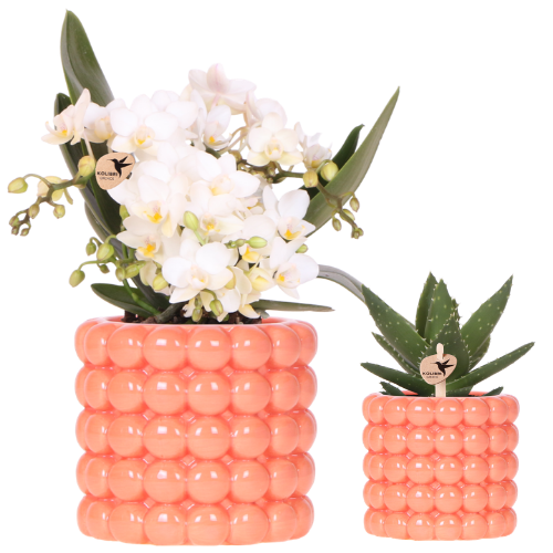 Kolibri Orchids | Poppy Orange Nazare Plant Set | White Nazare Orchid Ø9 cm + Green Plant Ø6 cm incl. decorative pots – fresh from the grower