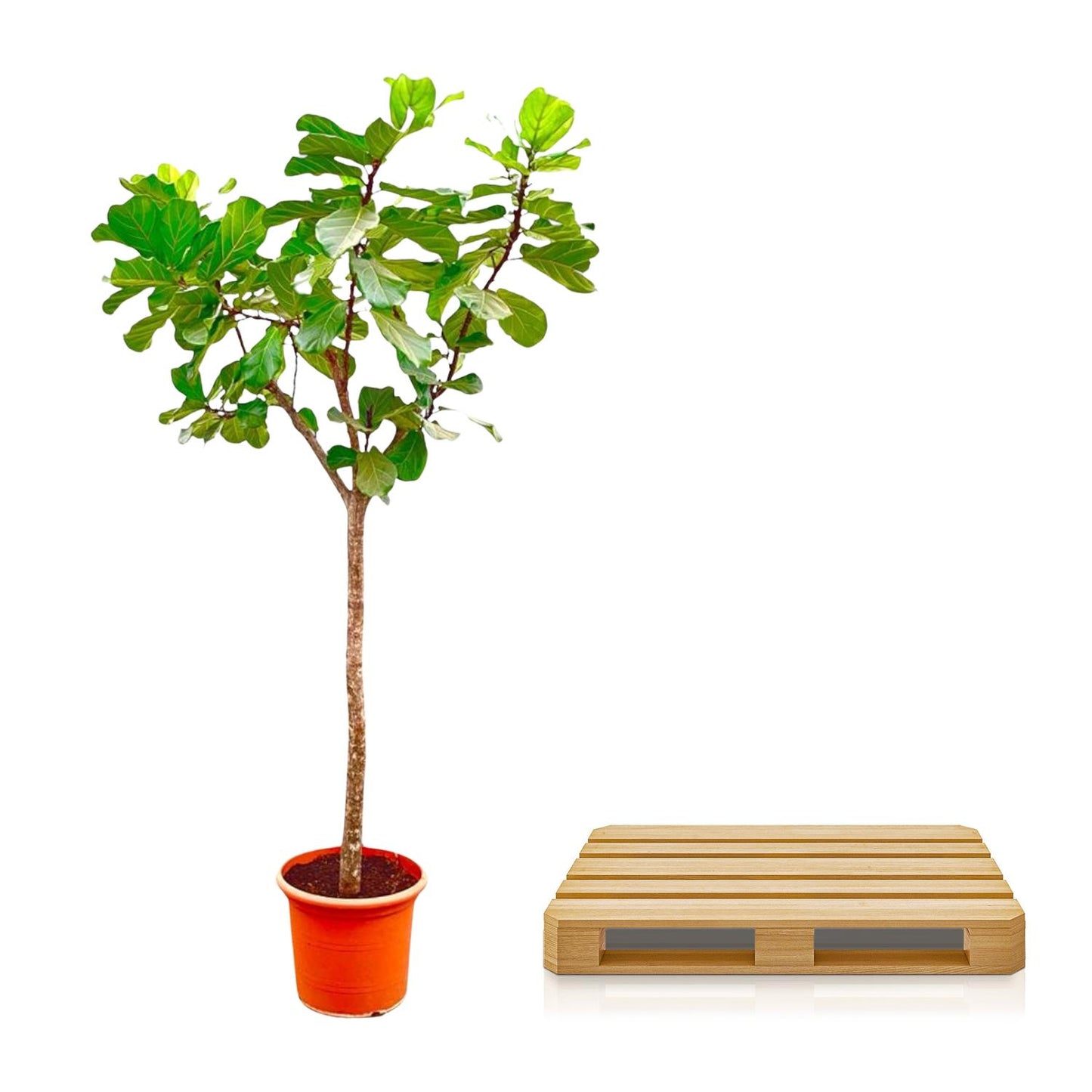 Ficus Lyrata tree XXXL - 270cm - ø45