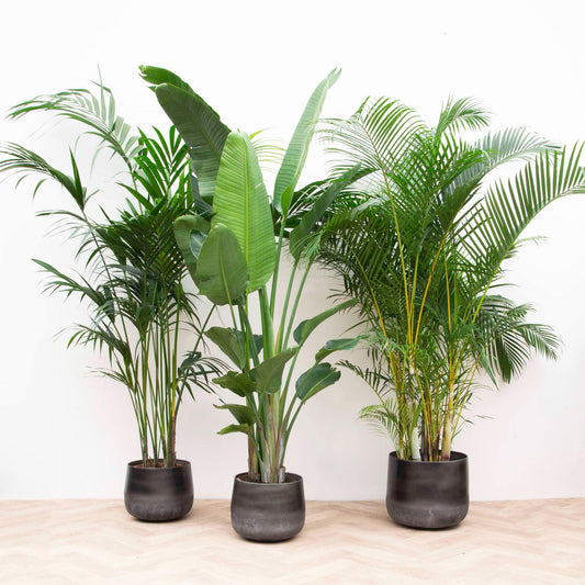 Advantage package XXL - Kentia 200 cm, Strelitzia Nicolai 225 cm, Areca 200 cm