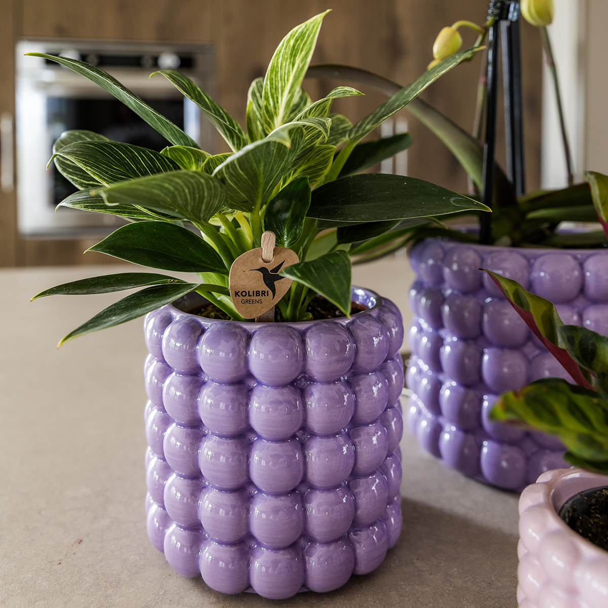 Kolibri Orchids | Poppy Purple Plant Set | White Lausanne Orchid 12 cm + Green Plant 9 cm incl. decorative pots – fresh from the grower