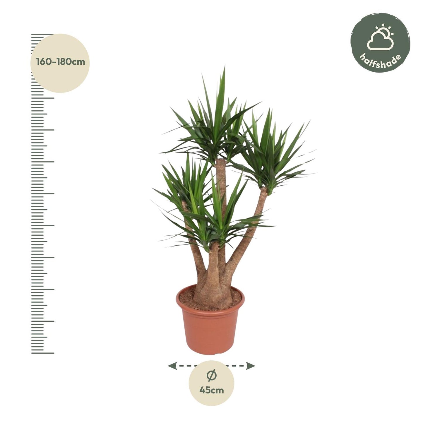 Yucca Elephantipes branched - 170 cm - ø45