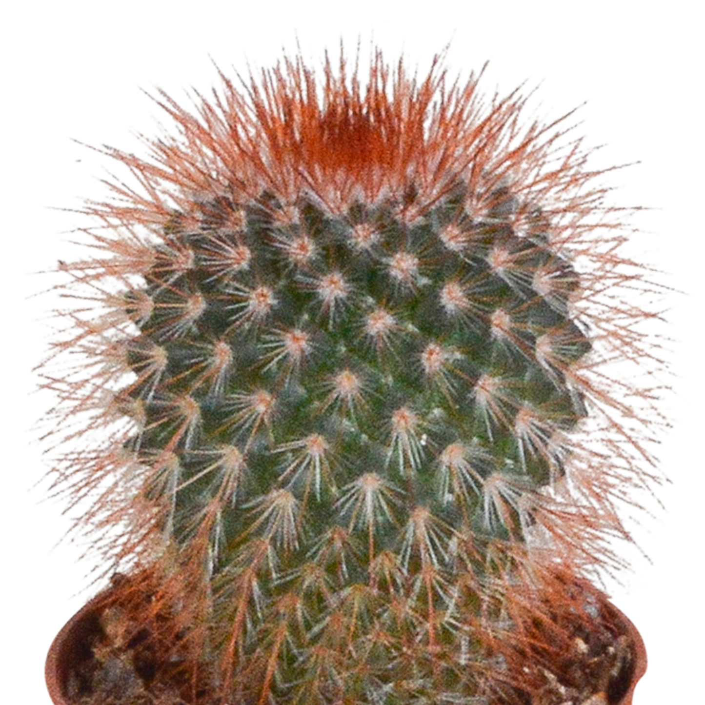 Cactus mix 5.5 cm - 5x - zonder pot