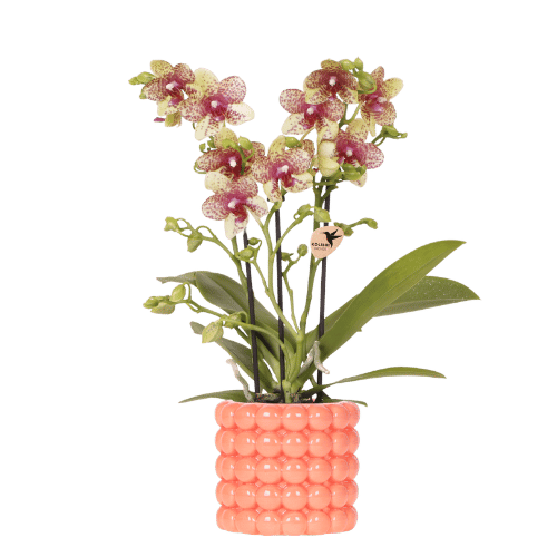 Kolibri Orchids | Orange Grosetto orchid with orange Poppy decorative pot – pot size Ø9 cm – fresh from the grower