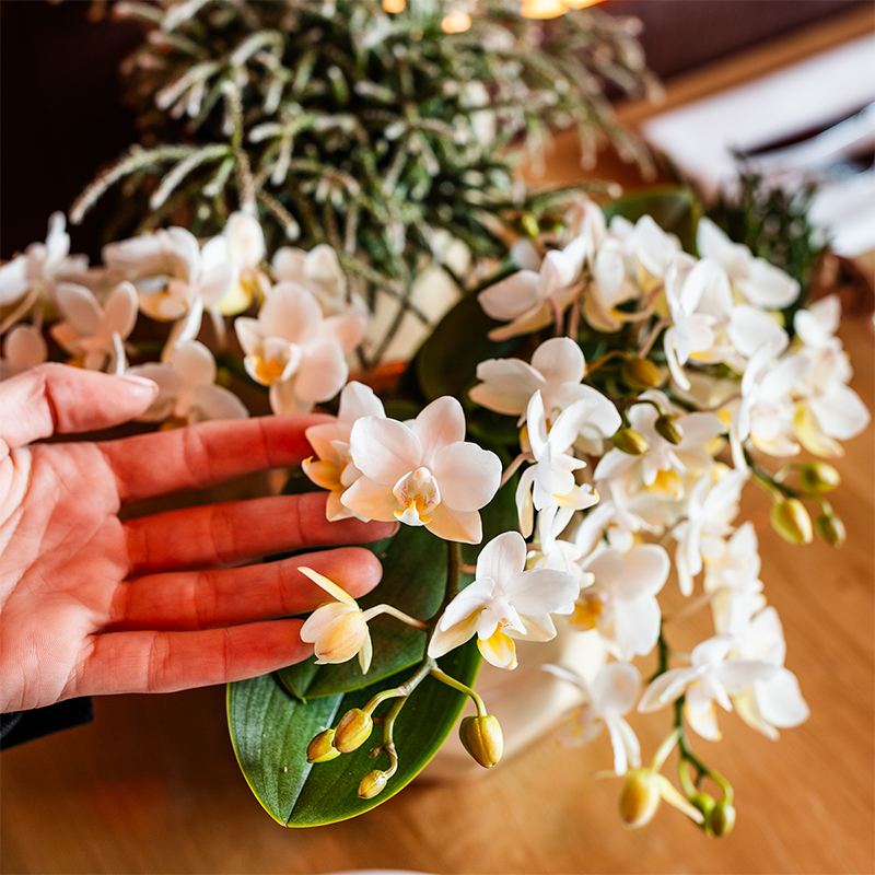 Kolibri Orchids | Poppy Orange Nazare Plant Set | White Nazare Orchid Ø9 cm + Green Plant Ø6 cm incl. decorative pots – fresh from the grower