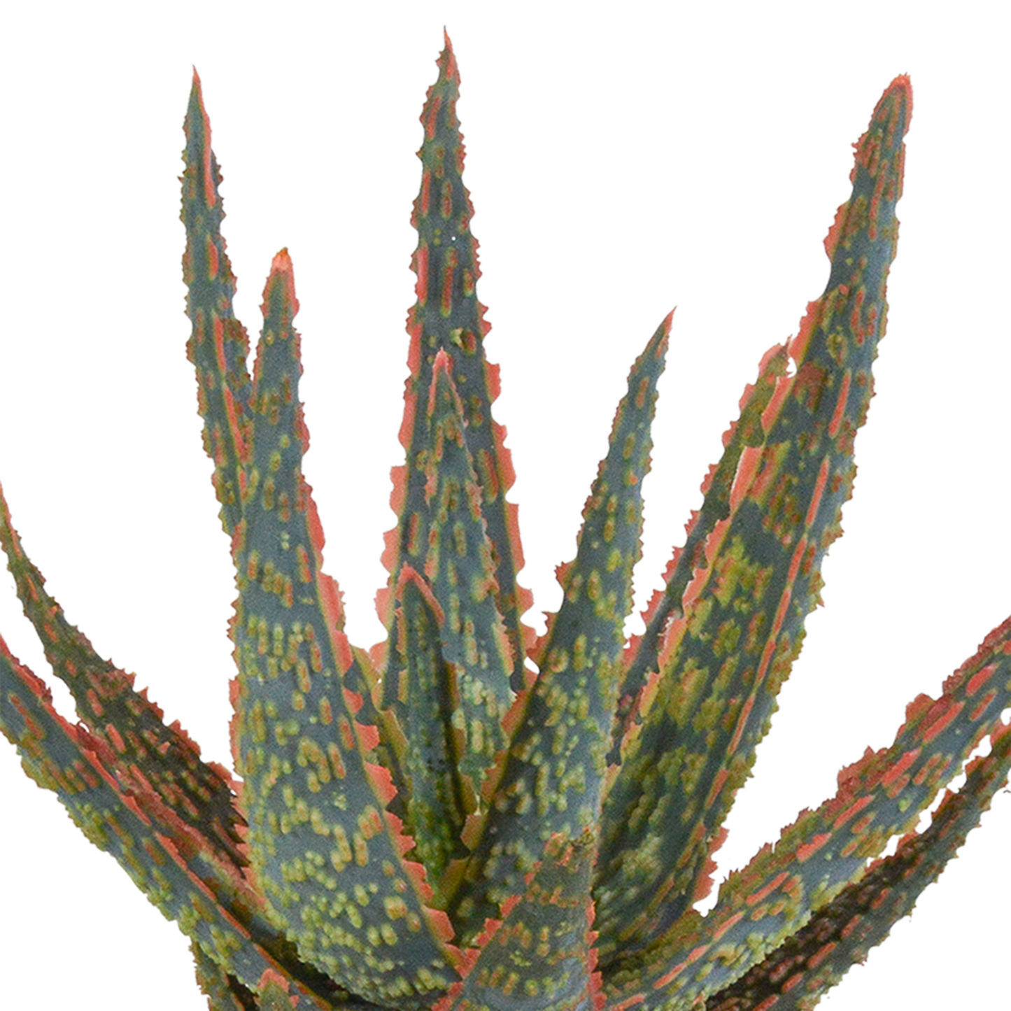 Hello zebrina Dannyz 10,5cm - zonder pot
