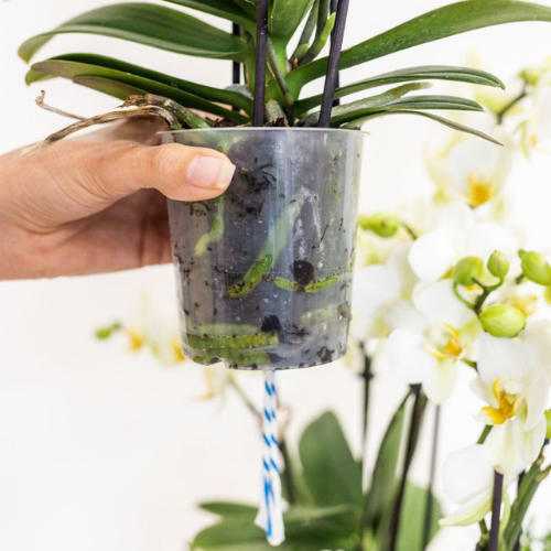 Kolibri Orchids | White Lausanne orchid + red Diabolo decorative pot | incl. water wick | pot size Ø9cm | flowering houseplant – fresh from the grower