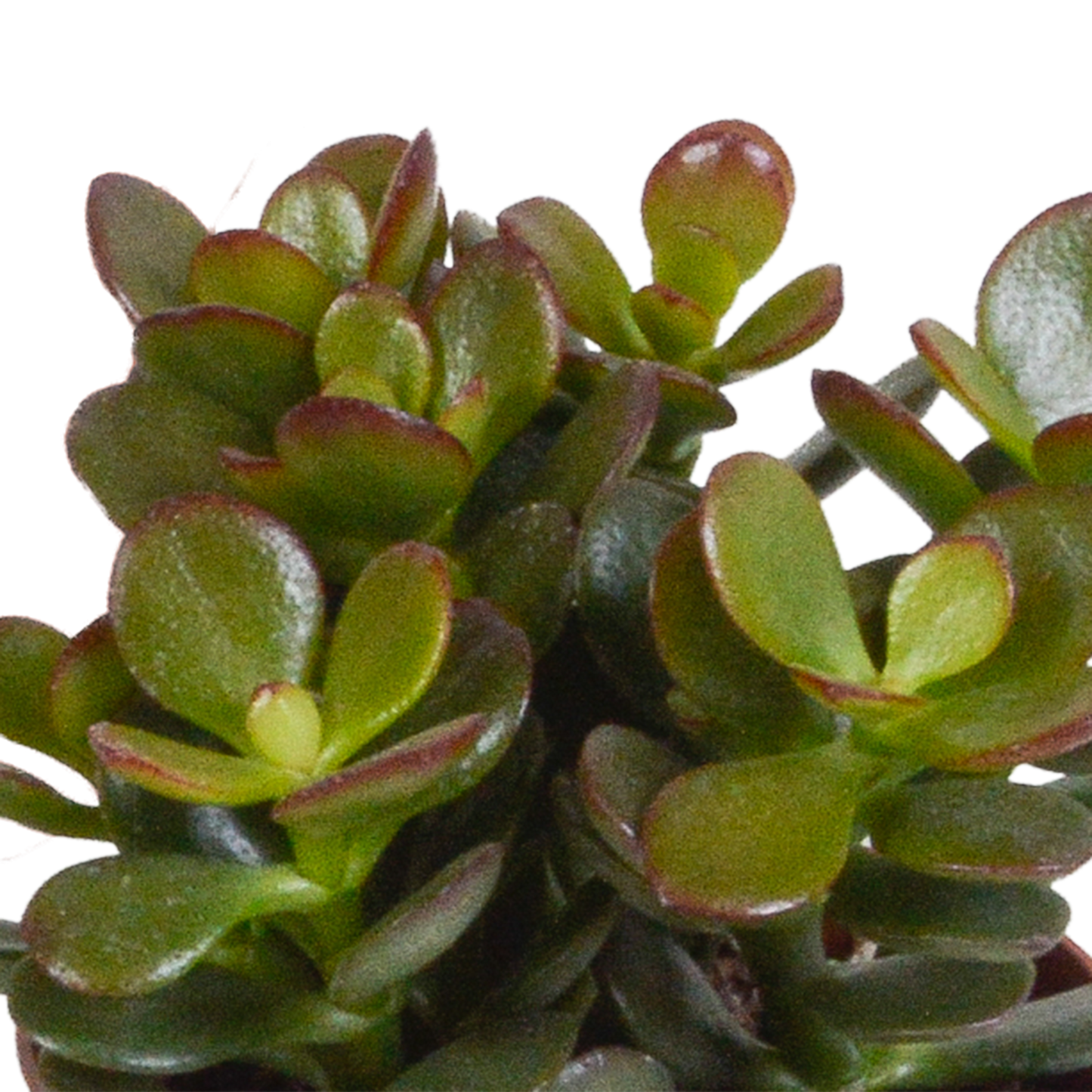 Crassula mix 8.5 cm - zonder pot - 3x